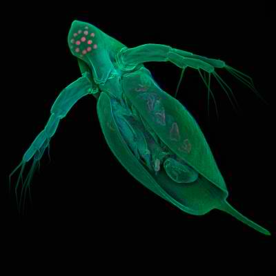 Daphnia Pulex - More Genes Don't Make You Better But They May Help The Environment